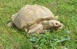 S ostruhami  Býložravá suchozemská želva ostruhatá je nejmohutnějším původně africkým druhem a po želvě sloní a obrovské je to třetí největší želva ve světě. Její krunýř dosahuje délky přes 80 centimetrů.