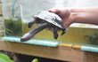 Želva nebo had?  Dlouhokrčka australská je želva, jejíž krunýř bývá dlouhý až 30 centimetrů a stejné délky může dosahovat i hlava a krk. Loví menší ryby, kterých se zmocňuje výpadem hlavy podobně jako had.