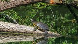 Invaze tvorečků s krunýřem: Vystrnadí želvy nutrie? V Praze se jim daří, lidé se jich zbavují