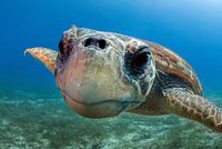 Miliony let jsou na Zemi, teď se dusí plastovými odpadky: Indonéské želvy pomáhá zachraňovat brněnská zoo