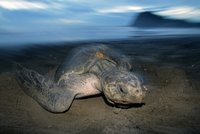 Tragédie v exotickém ráji. Po otravě želvím masem zemřelo na Zanzibaru 9 lidí