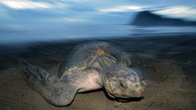 Tragédie v exotickém ráji. Po otravě želvím masem zemřelo na Zanzibaru 9 lidí