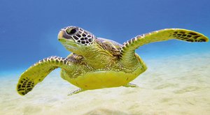 Ohrožené karety: Mořské želvy může zahubit moře