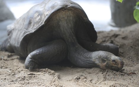 Samec želvy sloní Tony není mrtvý. Dává si šlofíka v polostínu na vlhkém písku.