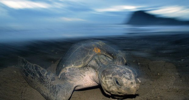 Tragédie v exotickém ráji. Po otravě želvím masem zemřelo na Zanzibaru 9 lidí