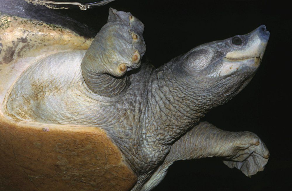 Batagura tuntong můžete vidět v pražské zoo, kam byla umístěna mláďata zabavená pašerákům