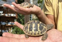 Želví školka v Plzni: Venkovním teráriem se „prohání“ 28 mláďat