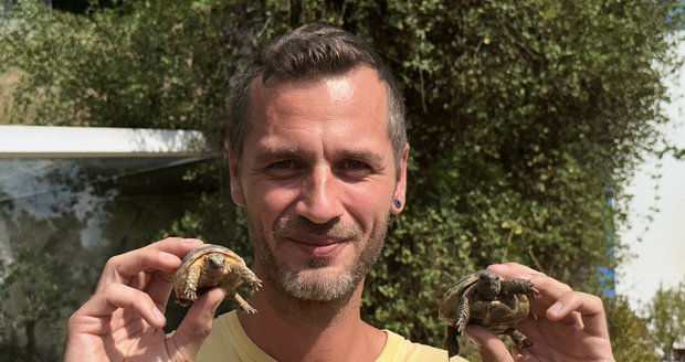 Ošetřovatel Tomáš Winkelhöfer s mláďaty želvy  zelenavé (vpravo) a vroubené v plzeňské zoo.