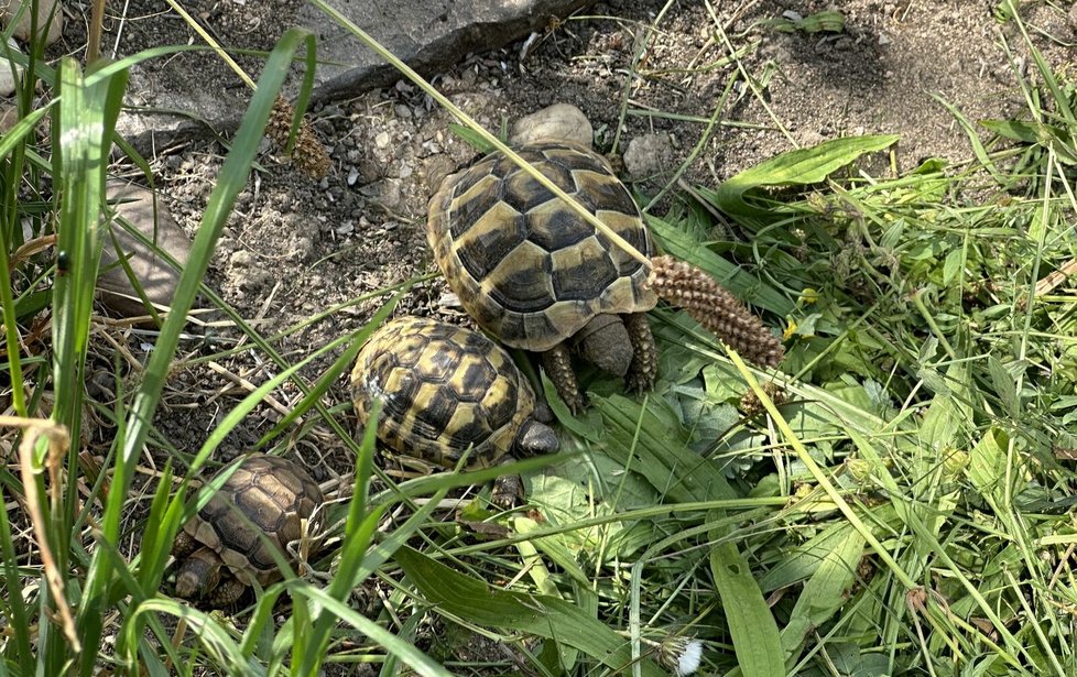 Mláďata želvy vroubené a zelenavé v plzeňské zoo.