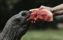 Mlsné želvy sloní a obrovské v pražské zoo: Užívají si melounový mejdan!