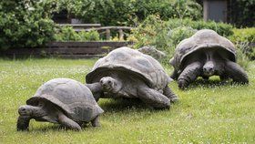 Milovníci želv si o tomto víkendu přijdou v Zoo Praha na své.