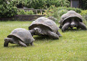 Milovníci želv si o tomto víkendu přijdou v Zoo Praha na své.