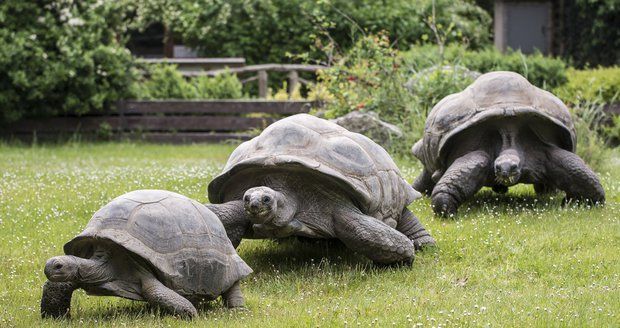 Pražská zoo chová 43 želvích druhů a poddruhů, v rámci Světového dne želv se pochlubí novými přírůstky.