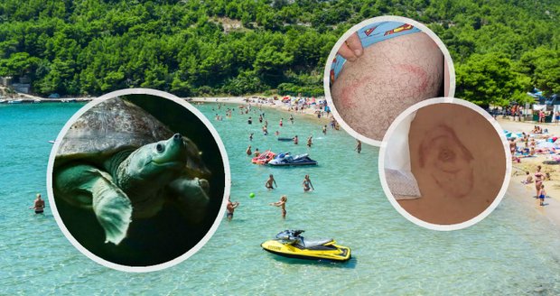 Pozor na další nebezpečí v Chorvatsku: U Splitu na lidi útočí agresivní velké želvy!