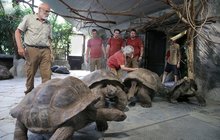Želvy obrovské z Heidelbergu našly azyl v Zoo Praha: Přicestovala tuna živé váhy 