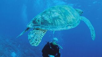 Obrněné ozdoby modravých hlubin: Za mořskými želvami na indonéské ostrovy Sangalaki a Derawan