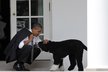 Právě tento pes se prohání po zahradách Bílého domu ve Washingtonu. Jako rodinného společníka si ho totiž vybral americký prezident Barack Obama (51). Ten jeho se jmenuje Bo a je mediální hvězdou. Víme proto třeba i to, že je od loňského srpna na dietě!