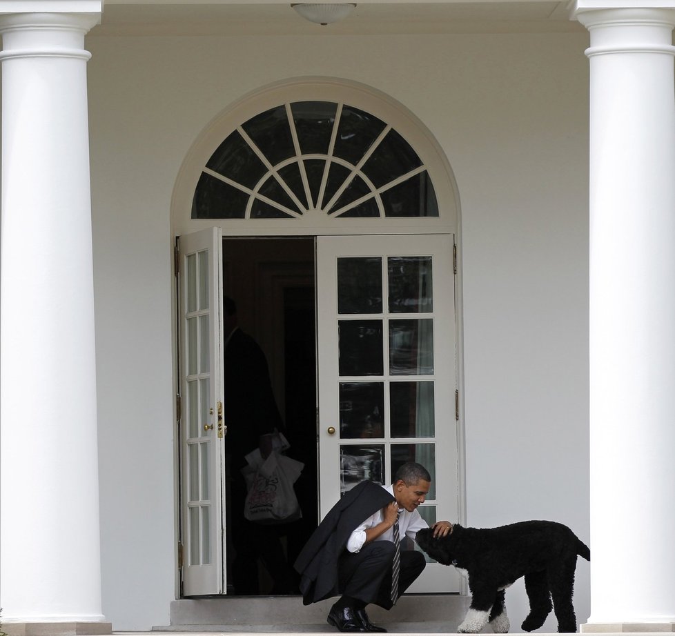Právě tento pes se prohání po zahradách Bílého domu ve Washingtonu. Jako rodinného společníka si ho totiž vybral americký prezident Barack Obama (51). Ten jeho se jmenuje Bo a je mediální hvězdou. Víme proto třeba i to, že je od loňského srpna na dietě!