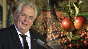 Zeman vtipkoval o ruských sankcích. V Čechách může nyní dojít k přebytku jablek a každý by jich musel možná sníst několik desítek. To prý nezvládne.