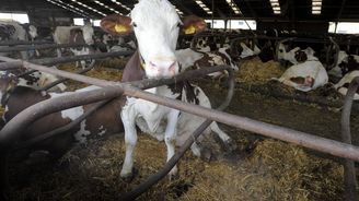 Stát kvůli mléčné krizi zvýší chovatelům dojnic dotace. O více než miliardu