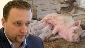 Chovatelé vepřového už neřeší cenu, ale zda maso vůbec prodají. Ministr zemědělství jim proto chce přiklepnout další dotace.