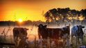 Krávy na pastvě za svítání