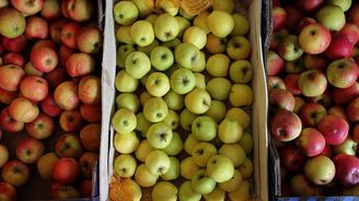 Jablek se sklidí o desítky tisíc tun víc, odhady ale byly ještě vyšší