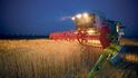 zemědělství, pšenice