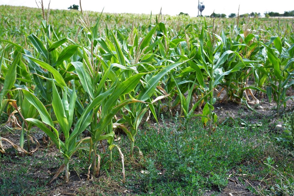 Ekologicky šetrnější přístup k polím by měl například napomoci lepší úrovni při suchých obdobích. (ilustrační foto)