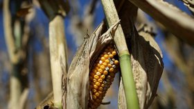 Klimatolog: Připravte se na změny, sucho v Česku zůstane