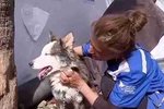 Zázrak v Turecku: Z trosek vytáhli živého psa. Husky Alex strávil 23 dní bez vody a jídla.