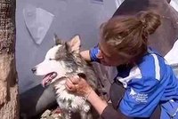 Zázrak v Turecku: Z trosek vytáhli živého psa. Husky Alex strávil 23 dní bez vody a jídla