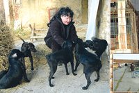 Žena zachránila stovky psů: Neopustím je, i když mám rakovinu!