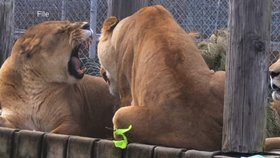 Ženu napadl lev v přírodním parku