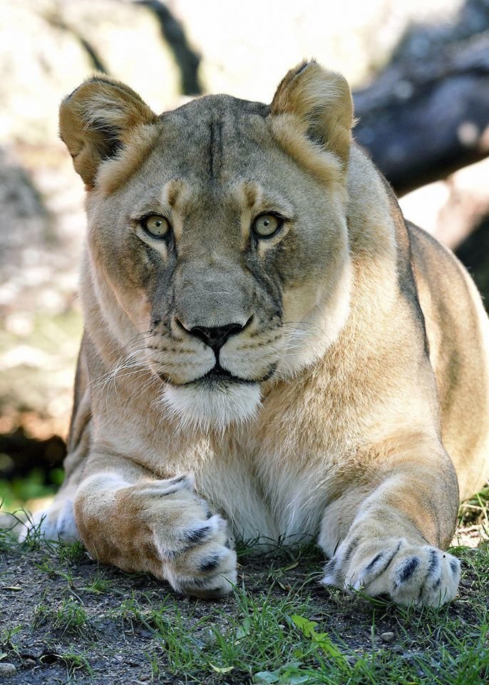 Lví samice Isis (†14) v chicagské Brookfield Zoo