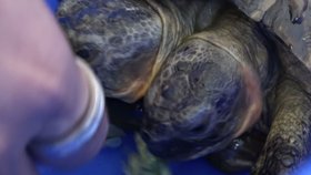 Želví rarita Janus slaví 23. narozeniny. Přitom se měla dožít jen pár let. Má totiž dvě hlavy.