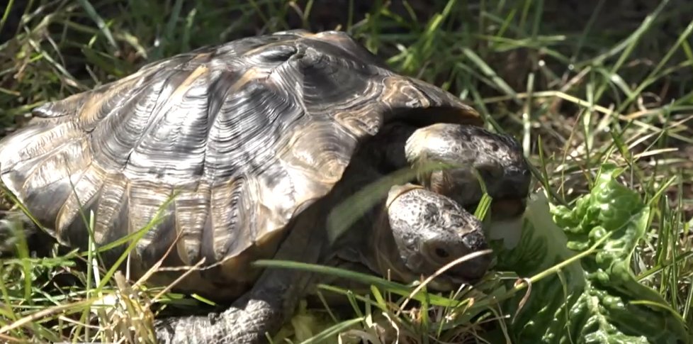 Želví rarita Janus slaví 23. narozeniny. Přitom se měla dožít jen pár let. Má totiž dvě hlavy.