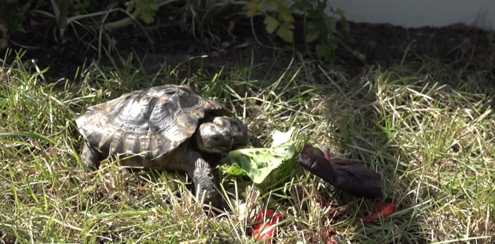 Želví rarita Janus slaví 23. narozeniny. Přitom se měla dožít jen pár let. Má totiž dvě hlavy.