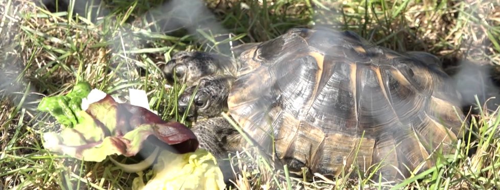 Želví rarita Janus slaví 23. narozeniny. Přitom se měla dožít jen pár let. Má totiž dvě hlavy.