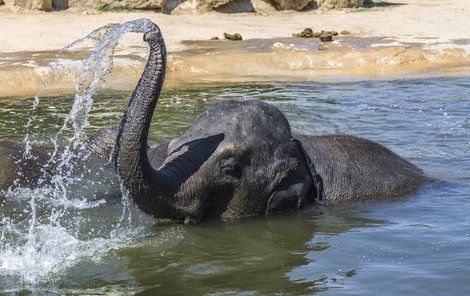 Sloni vodu zbožňují. Koupelí ale procedura boje proti horku nekončí. Když se pořádně namočí a vydovádějí, posypou se pískem a prachem. Vrstvička prachu pak od jejich těla odkloní sluneční paprsky.