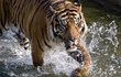Tygři na rozdíl od většiny koček vodu milují a jsou velmi dobří plavci. V teplém počasí si ji i v pražské zoo dokážou patřičně užít.