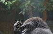 Pražské gorily rozhodně nejsou vodní sportovci. Naopak se v klidu požitkářsky osvěžují vodní mlhou, která připomíná prostředí deštného pralesa.