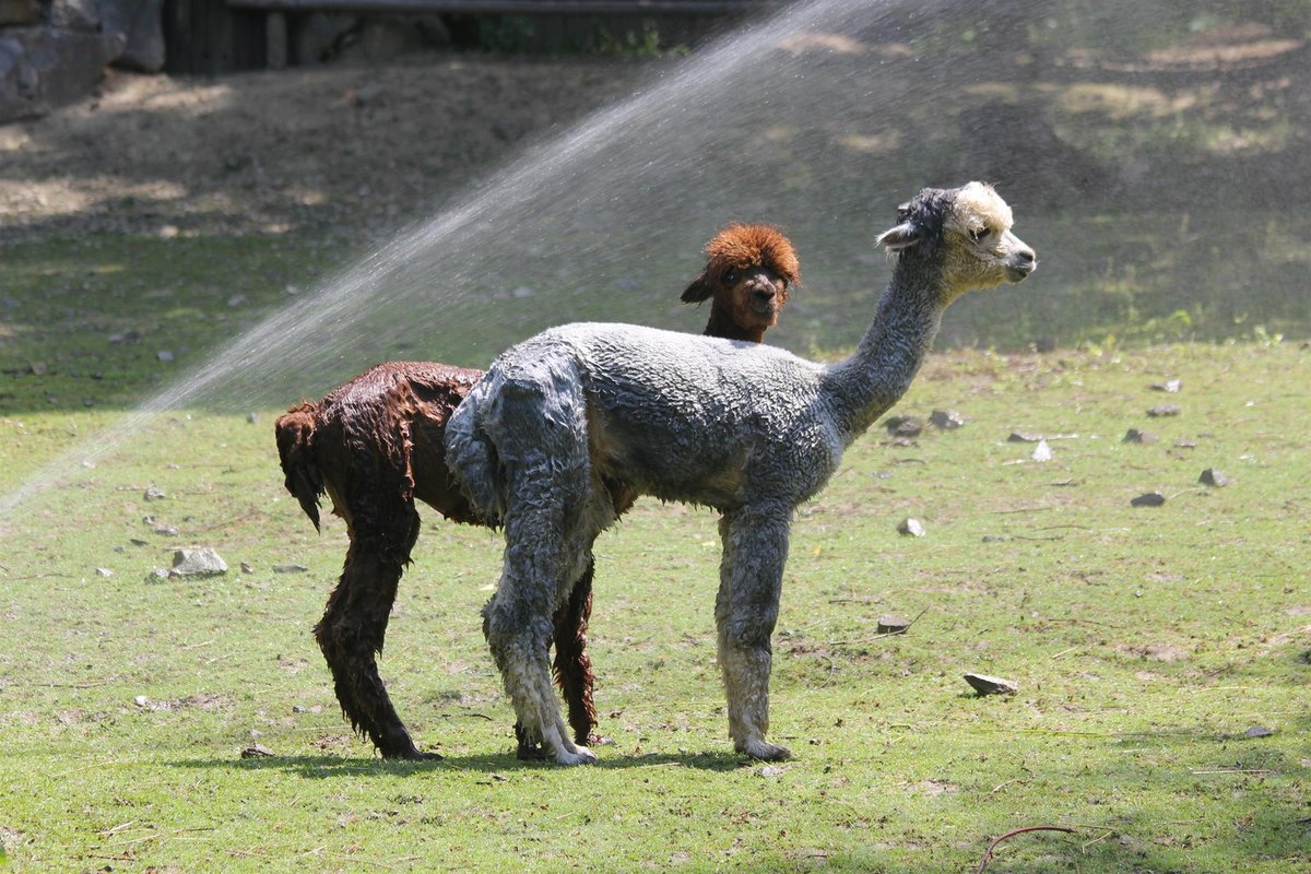 Někdy pomůže člověk. Ošetřovatelé v brněnské zoo v 35ti stupňových vedrech lamy alpaky sprchují.