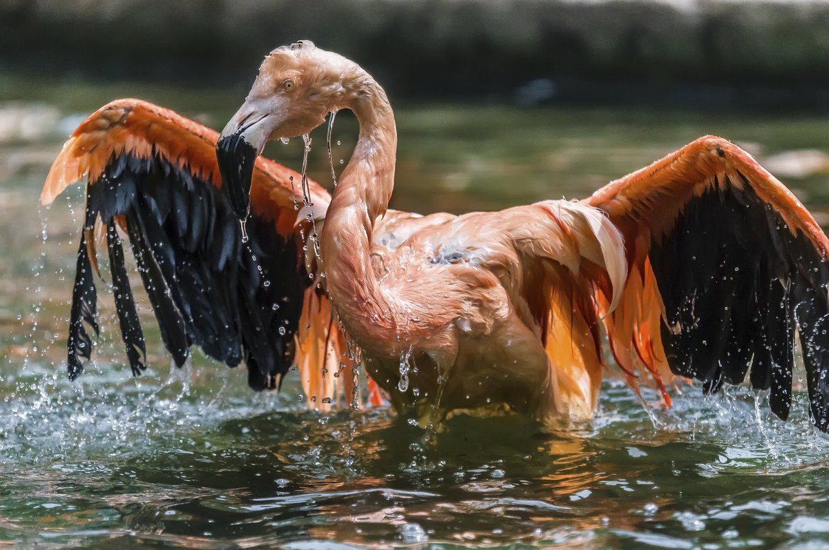 Plameňáci se nyní v jezírku v Zoo Praha cákají také častěji než jindy. Proti vedru ale ptáci nebojují jen koupelí. Mají ještě další finty. Aby se ochladili, roztahují křídla, otevřou zobák a zrychlí dech. Když ani to nestačí, postřikují si nohy trusem.