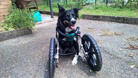 Po operaci musel Ziggy používat speciální vozíček