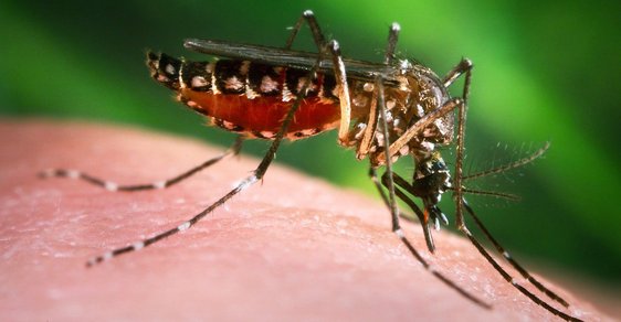 Americkej moskyt poleptaný virem Zika!
