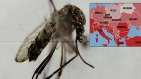 Zika může zasáhnout Evropu na konci jara: Mapa ohrožených zemí