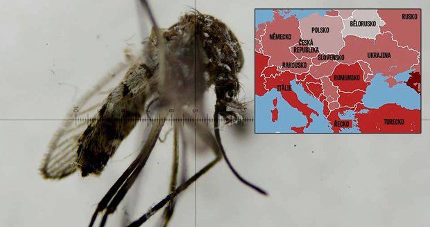Zika může zasáhnout Evropu na konci jara: Mapa ohrožených zemí