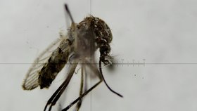 Komár tropický, který přenáší virus zika.