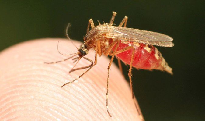 Virus Zika: Zájem o něj utichl, děti však zabíjí dál